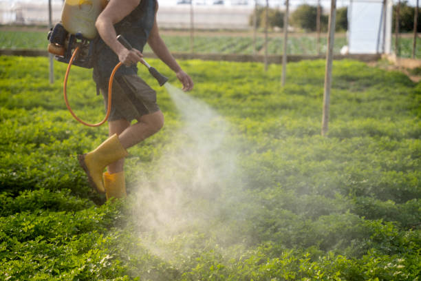 Best Local Pest Control Services  in Point Lookout, NY