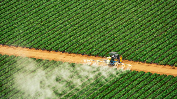 Best Pest Removal Services  in Point Lookout, NY