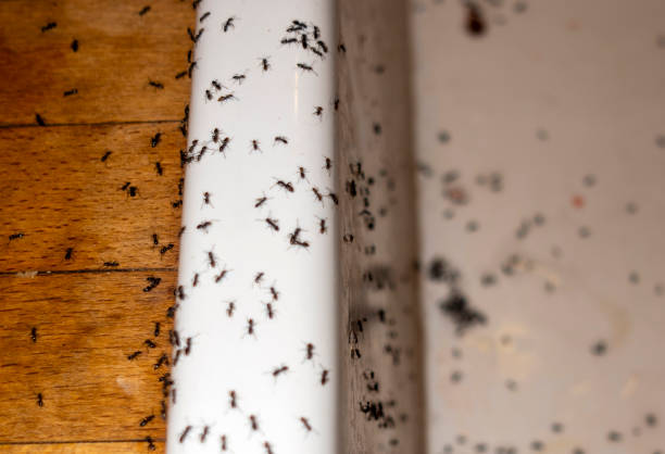 Best Cockroach Control Services  in Point Lookout, NY